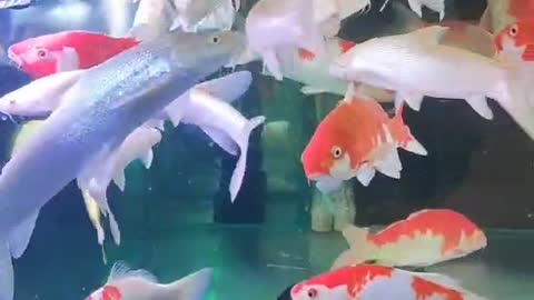 variety of fish