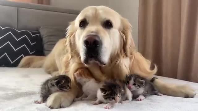 Baby Kittens think that the Golden Retriever is their Mom