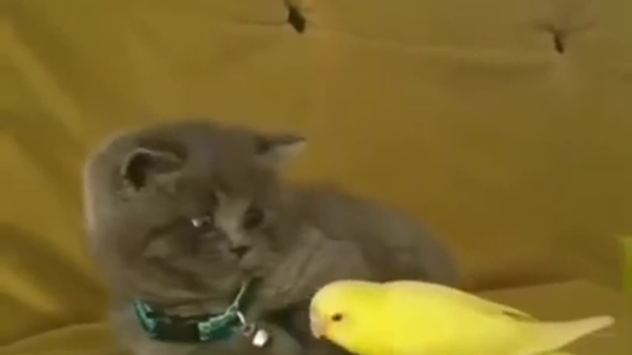 Parrot & Cat Lovely Friendship #shorts #viral #shortsvideo #video