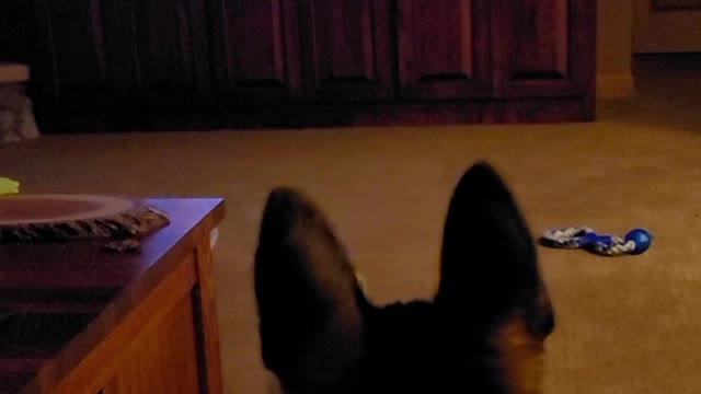 German Shepherd first movie