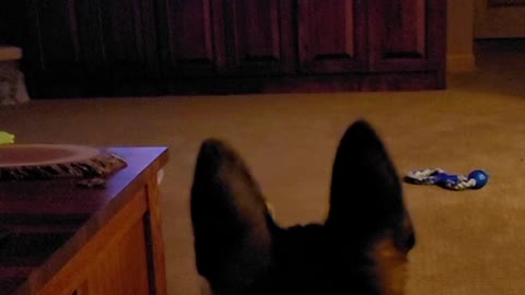 German Shepherd first movie