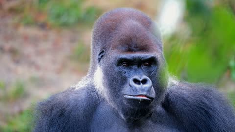 Strong mountain gorilla eating