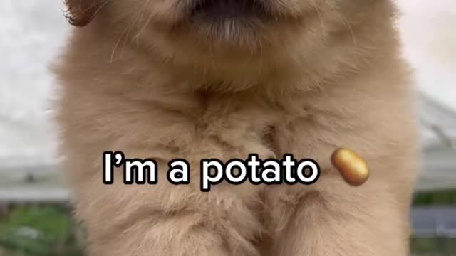 A potato