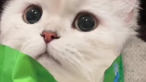 Cute cats