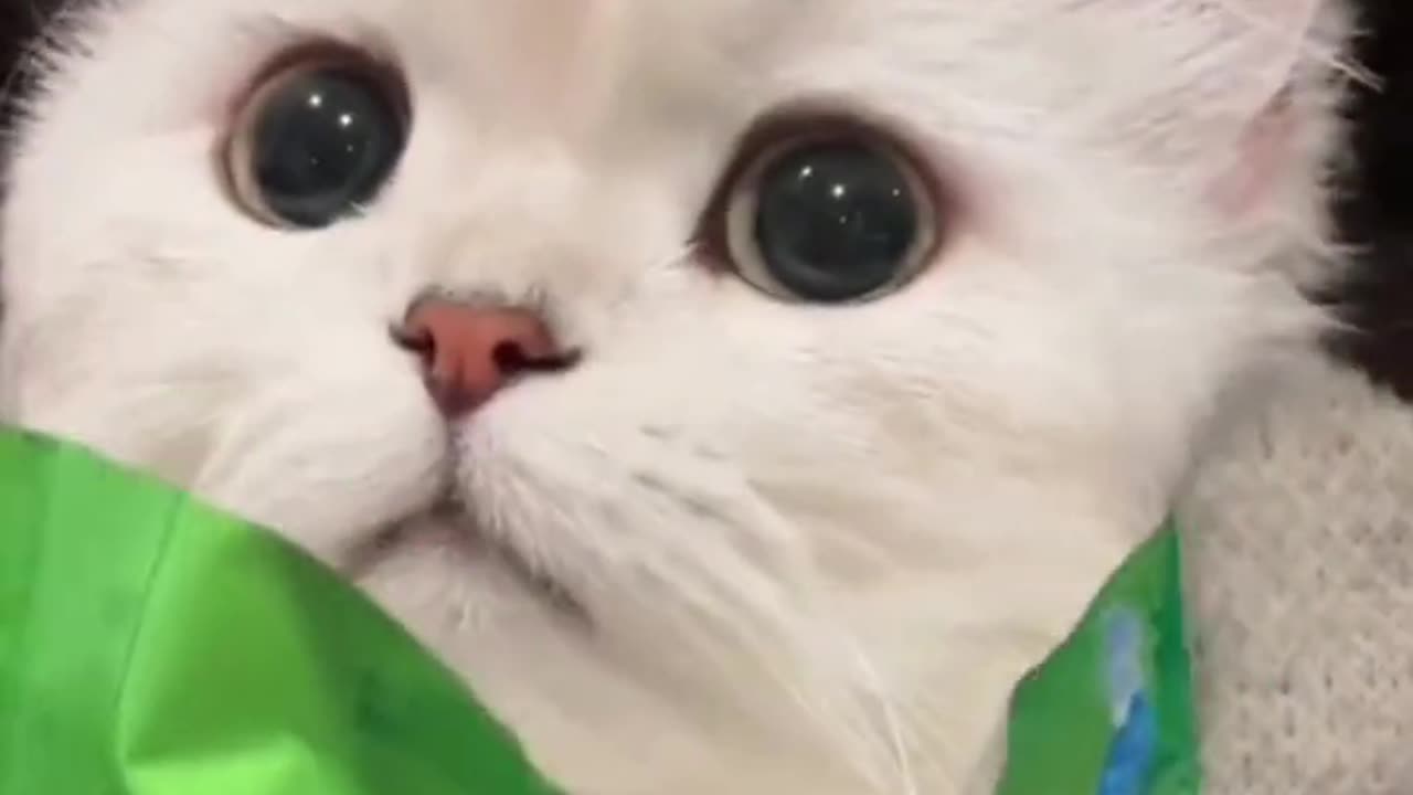 Cute cats