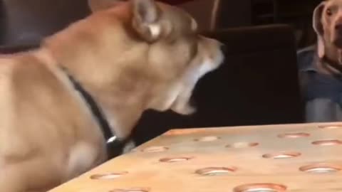 Very funny Dog Viral Videos #trending