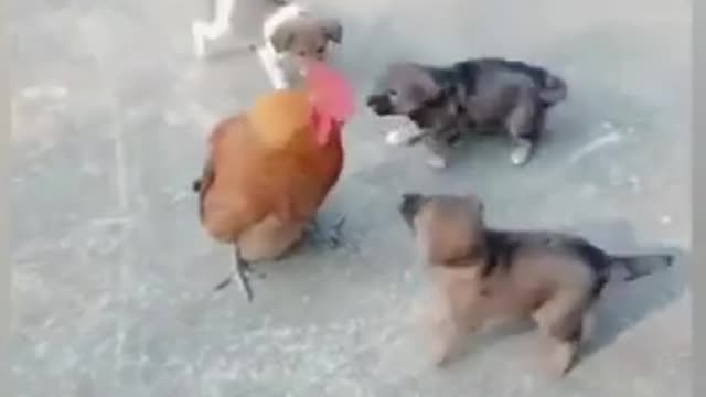 Chicken VS Dog Fight - Funny Dog Fight Videos