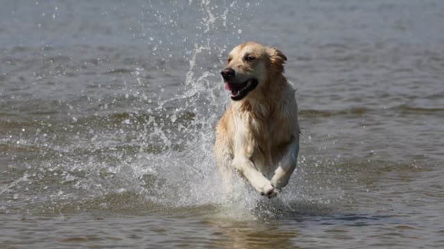 No lo creeras Perrito conoce la playa por primera vez