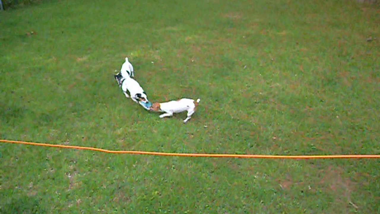 Jack Russells Tug of War