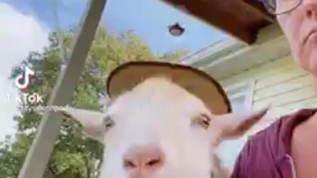 To cute not to share