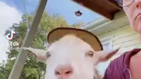 To cute not to share