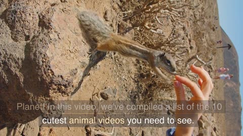 10 cutest animals you must need to watch