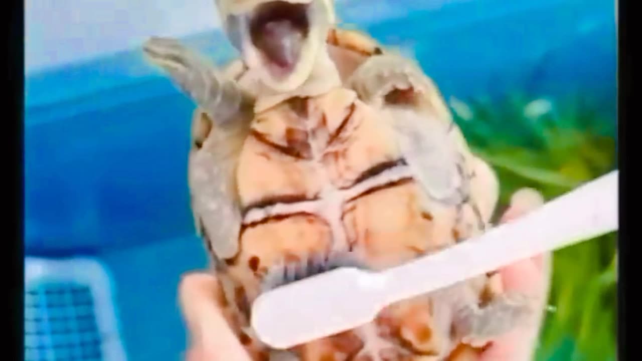 Cute and funny animals video compilation😁😁😁