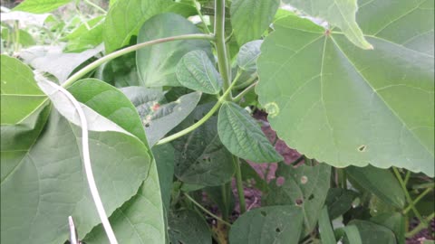 Indian Mallow Velvetleaf July 2022