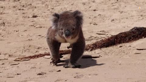 Koala wanders onto Australian beach