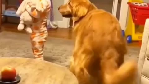 Funny dogs and Cats