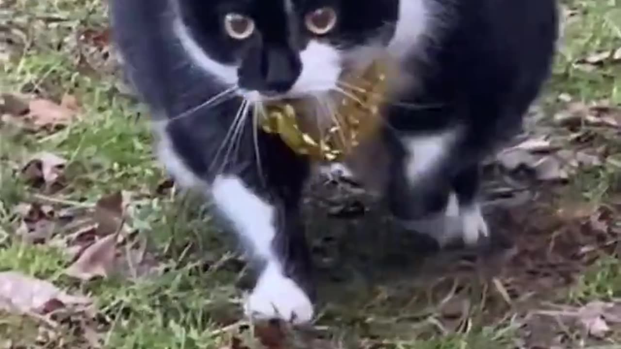 mota dom dom yes yes #mota #music #cat #shortvideo #trending #cutebaby #viral #newvideo