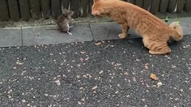 cute animal #19