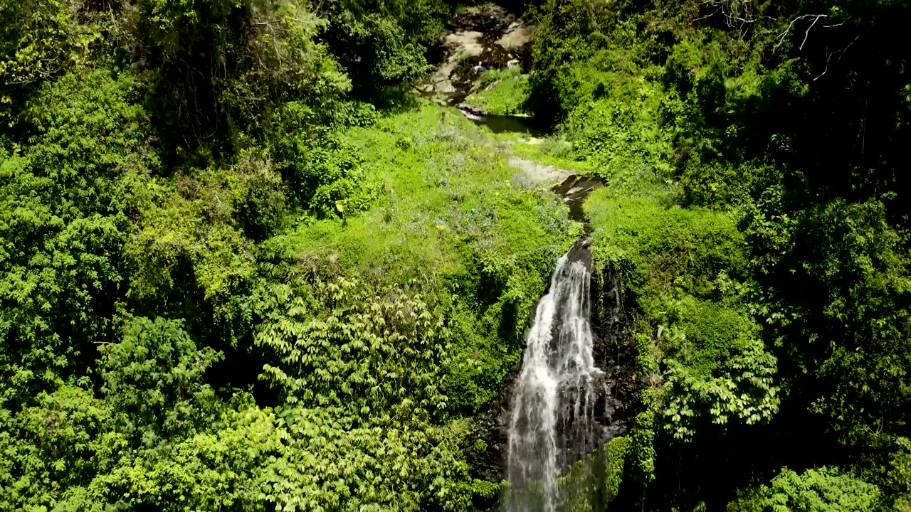 Rainforest Rhythms: A Symphony of Nature