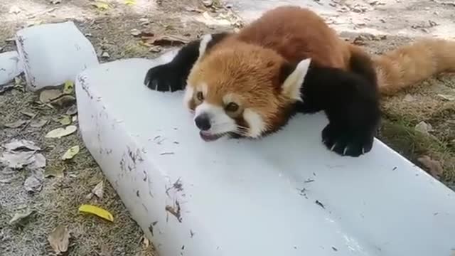 Do you want a Popsicle, red panda