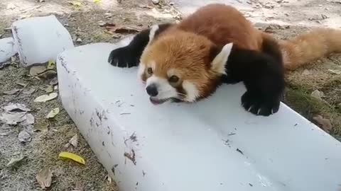 Do you want a Popsicle, red panda