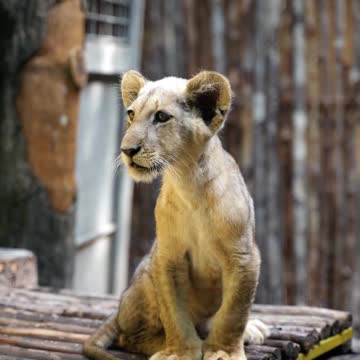 This Majestic Lion Cub is learning how to be the King !