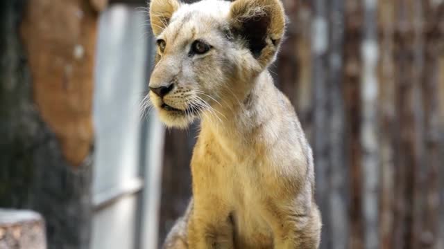 This Majestic Lion Cub is learning how to be the King !