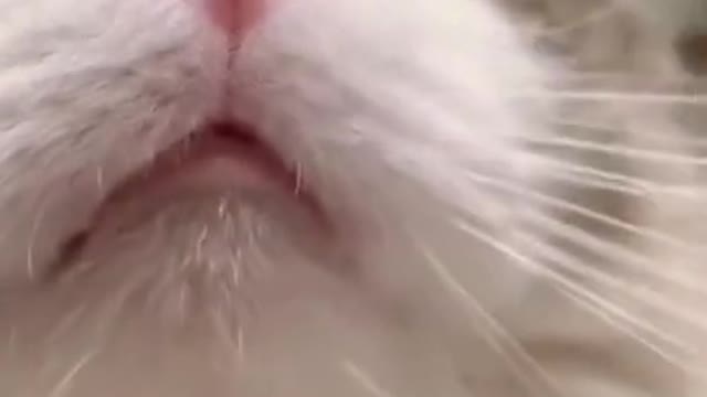 Funny Animals Compilation - Try Not To Laugh Challenge #shorts