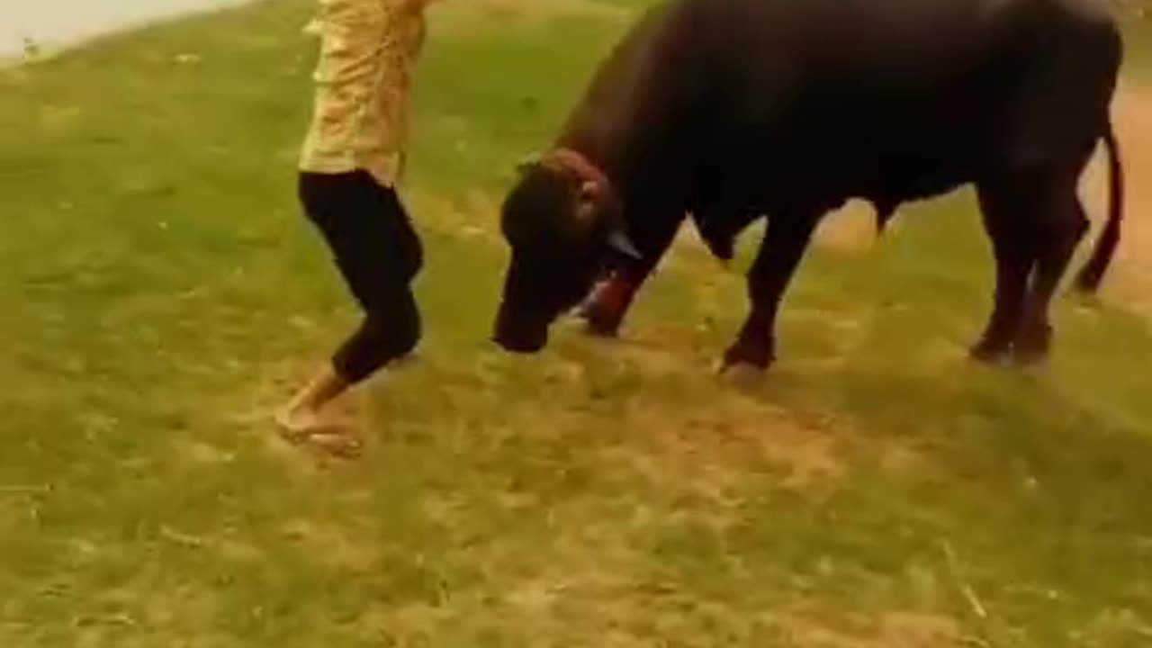 The village boy dances with the buffalo