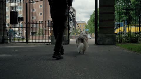 A man walks out of the park with his dog on a leash