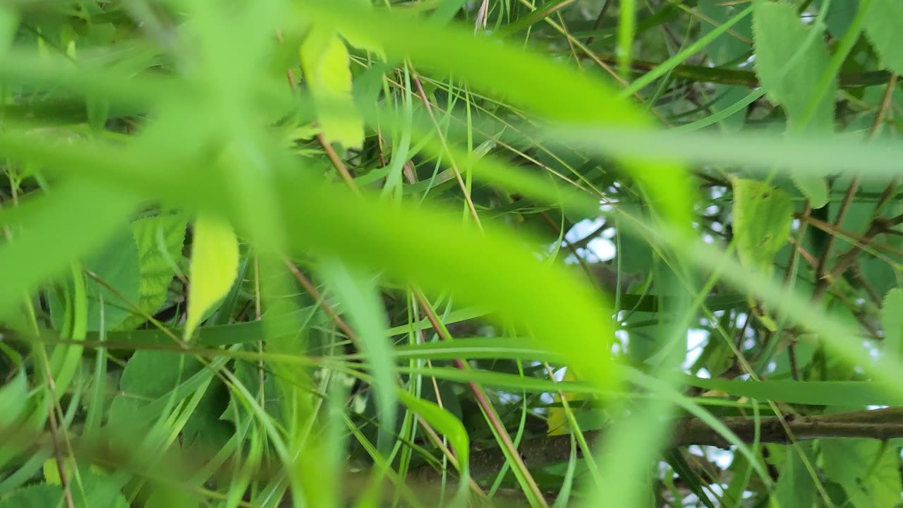 Village life and lush green plants