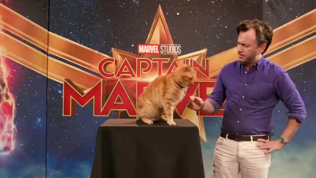 Goose the Cat gets ready for the Captain Marvel Red Carpet!_Cut