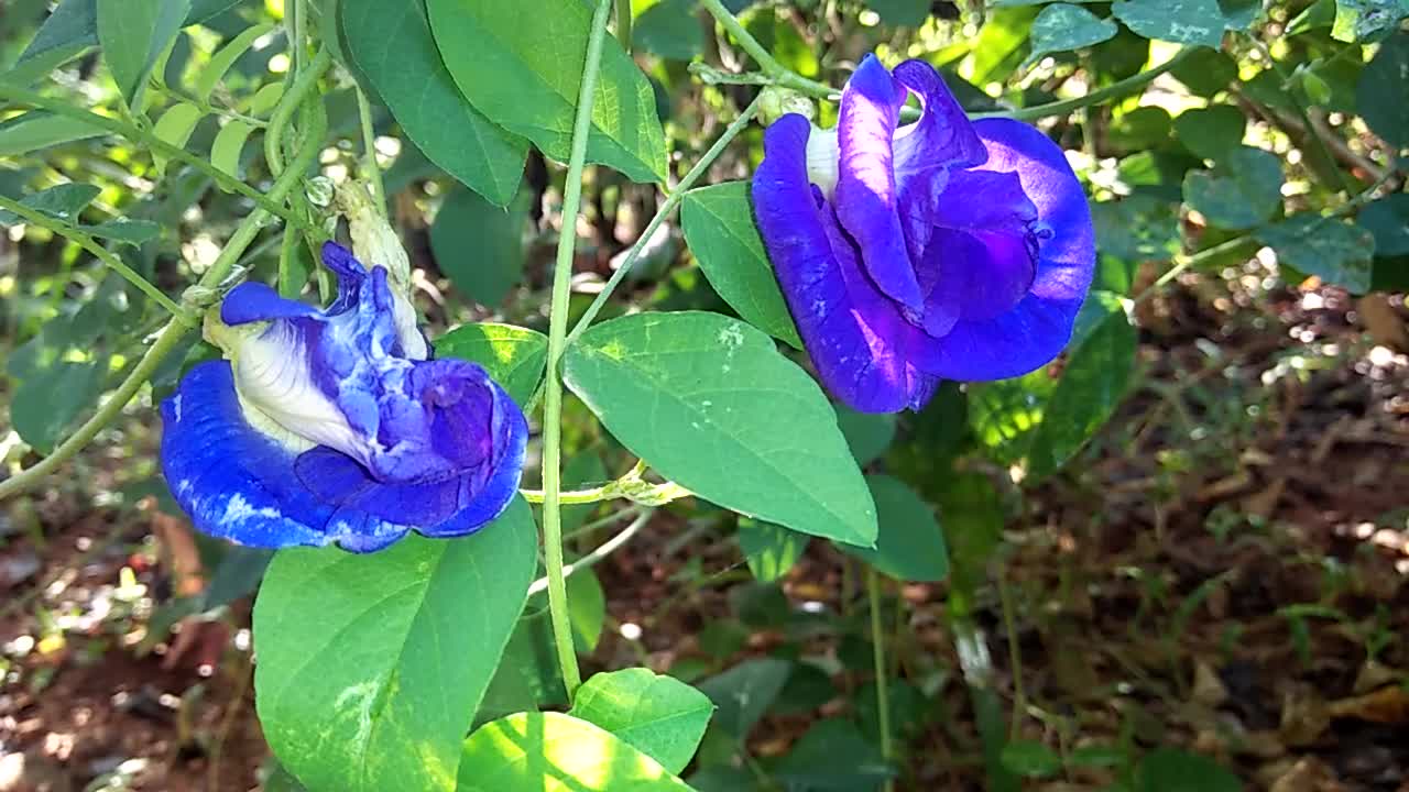 Blu flower