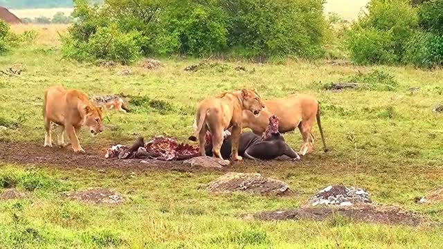 Terrifying sight. Jungle lions tear off a hyena without mercy