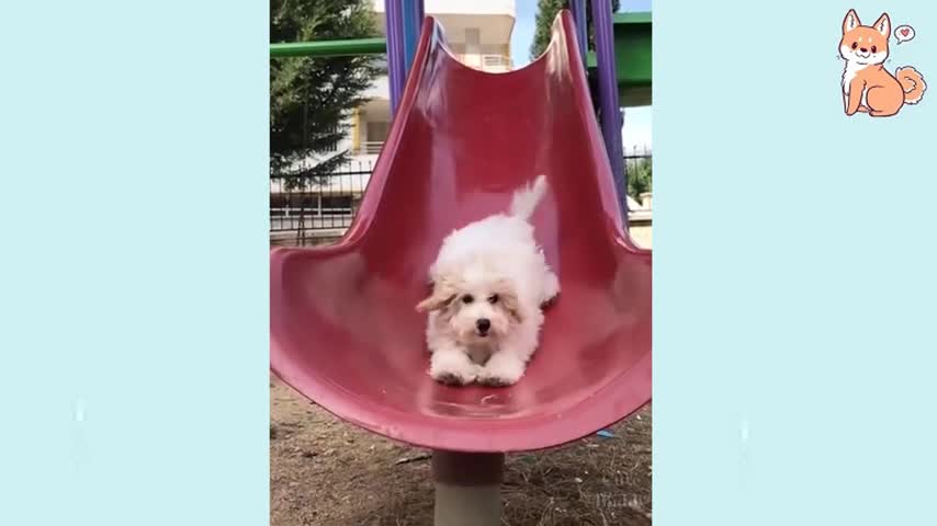 Cute Puppies Cute Funny and Smart Dogs Compilation 19 Cute Buddy