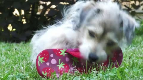Viral cute and funny puppies!