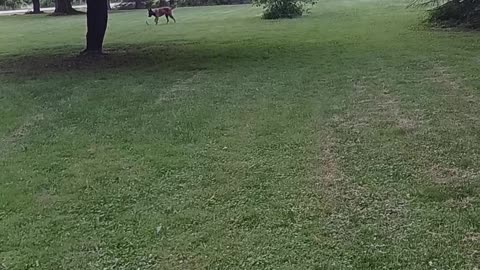 Angel the Belgian Malinois playing with her favorite toy