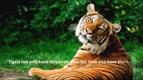 Animals facts video