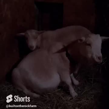 December Cold Short/What Nigerian Dwarf Goats Do on a Cold December Day