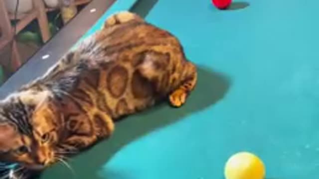 Bengal Cat Pool Referee from TikTok #shorts (Viral Funny Cat Videos Cute)