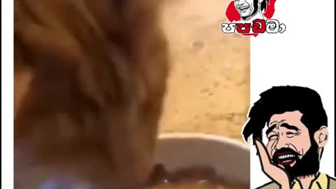 Funny videos