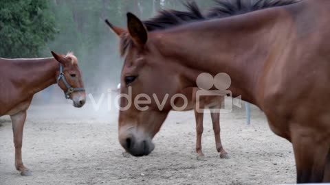 active horses and mules in stables