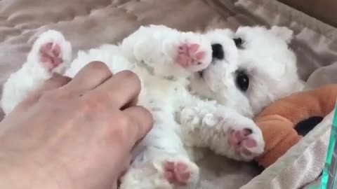 Funny animal videos|Cute animal videos |Funny dog&cat videos|Hilarious pet videos|Funny video