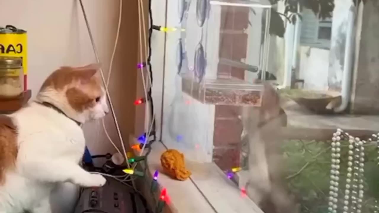 Funny videos