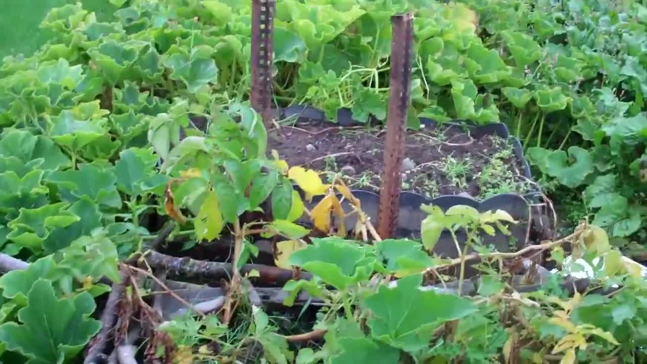 Blue Potato Bonanza 1