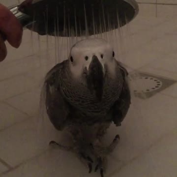 Parrot becomes motionless during shower