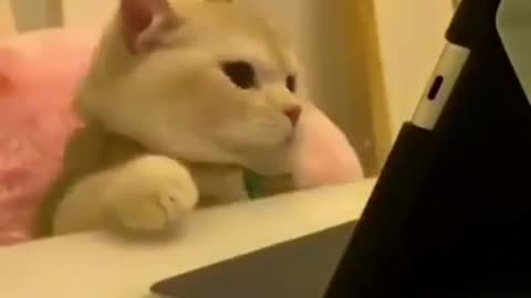 Cute cat funny video🤣🤣🤣