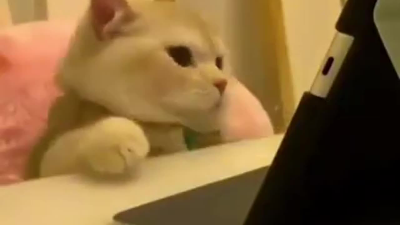 Cute cat funny video🤣🤣🤣