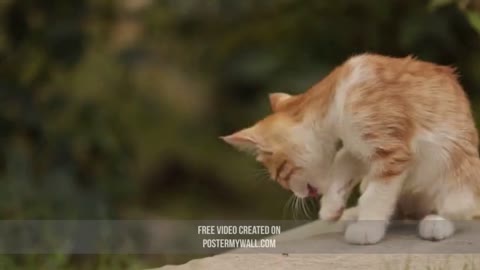 A lost cat