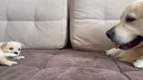 Golden Retriever Confused by new Puppy
